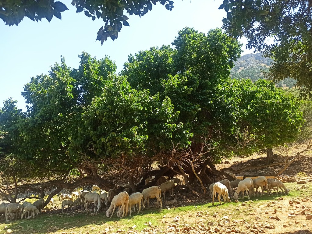 Ağaç gölgesinde dinlenme