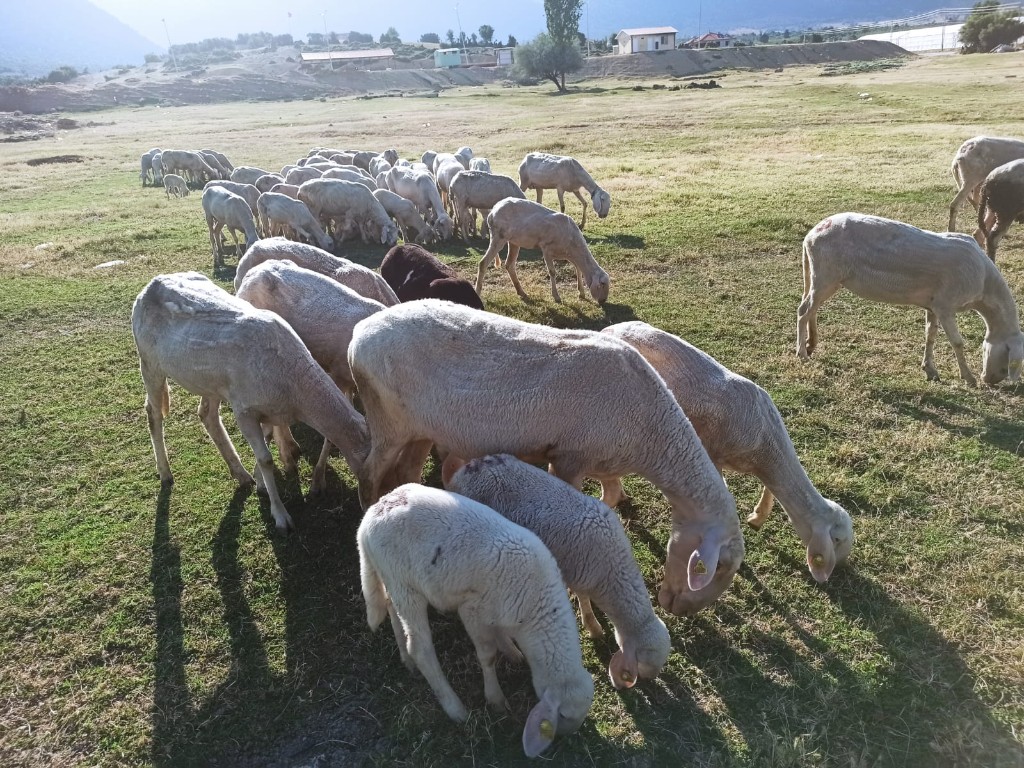 Otlakta sürü